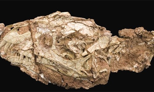 Dinosaur fossils found in Gujarat