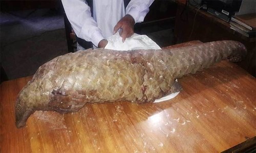Pangolin with gunshot wounds fighting for life