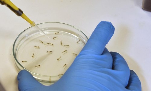 Concern in Europe over rise in Zika infections