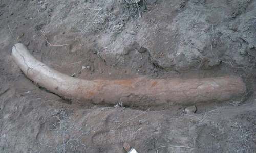 &lsquo;1.1m years old&rsquo; elephant tusk found in Gujrat