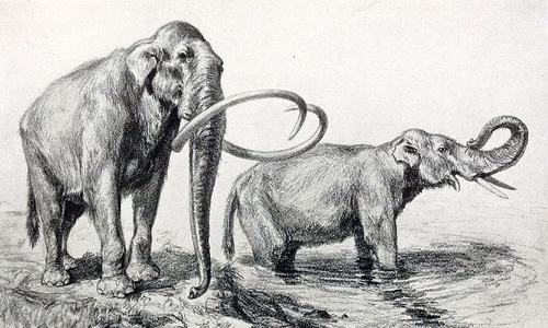 Three million-year-old fossilised tusks found in Jhelum