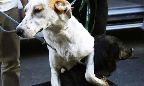 Clifton&rsquo;s war on stray dogs: An excuse for sadism?