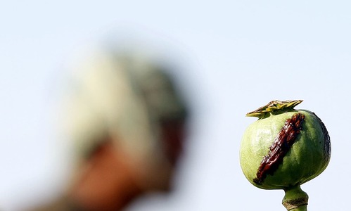 Afghanistan's spring harvest