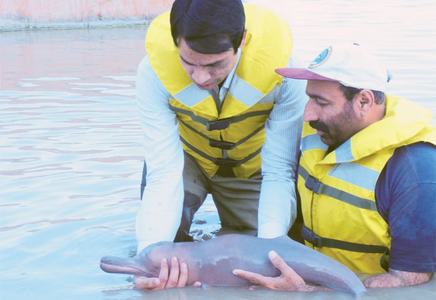 Dolphin rescued from canal released into River Indus Dolphin rescued from canal released into River Indus