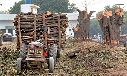 1,700 more trees to face the axe in Lahore