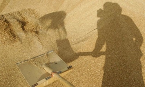 Sindh govt buying substandard wheat in bulk: millers