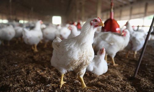 Poultry industry decries sales tax imposition Poultry industry decries sales tax imposition