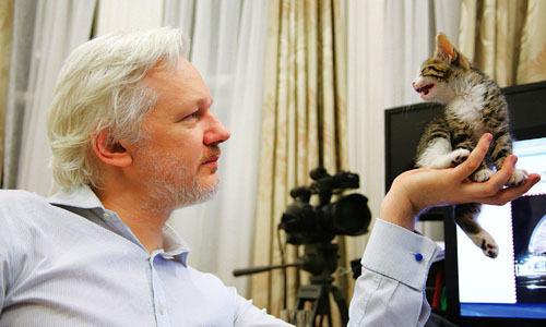 Assange gets new companion at Ecuador embassy: a kitten
