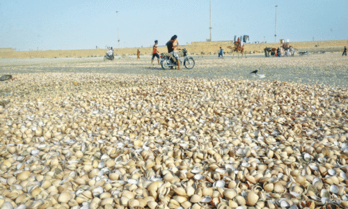 Washed-up seashells herald monsoon: experts Washed-up seashells herald monsoon: experts