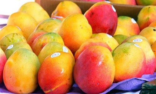 Early mango harvest brings lucrative returns Early mango harvest brings lucrative returns