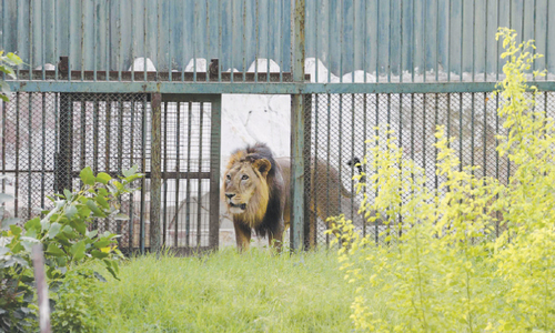 India cages Asiatic lions after fatal attacks