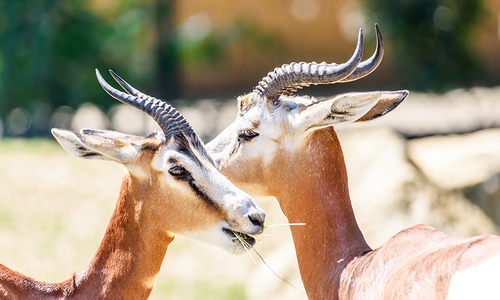 Pakistan's last 'shot' at wildlife preservation &ndash; sustainable hunting