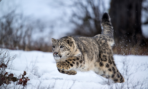 Pakistan's last 200 snow leopards &mdash; and one man's unrelenting efforts to save them
