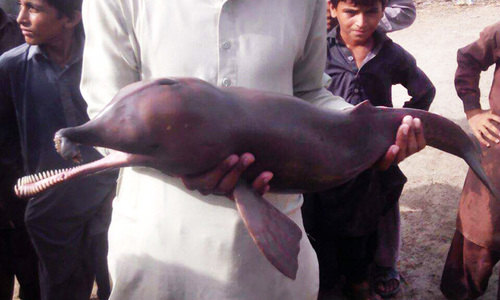 Villagers in Ghotki kill rare dolphin after mistaking it for 'dangerous' animal