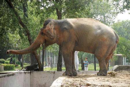 Shifting of Kavaan to international sanctuary recommended