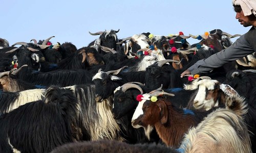 Afghan bandits snatch more goats in Chitral