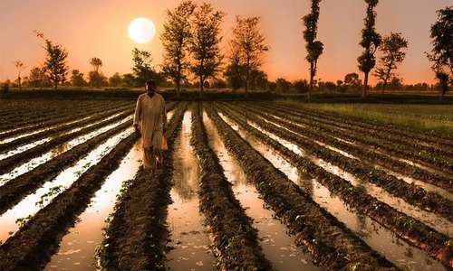 Climate change blamed for Pakistan&rsquo;s steep drop in cotton production
