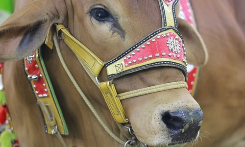 Sacrificial animals carrying Congo virus pour into cities ahead of Eid