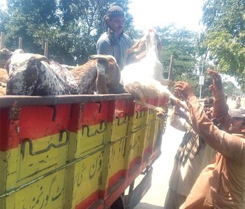 Crackdown on illegal sale of sacrificial animals