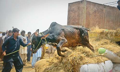 No mechanism yet for animal inspection at Karachi livestock market