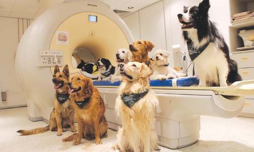 Dogs, like humans, distinguish words and intonation