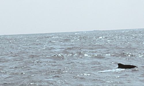 Pod of humpback whales sighted off Karachi coast