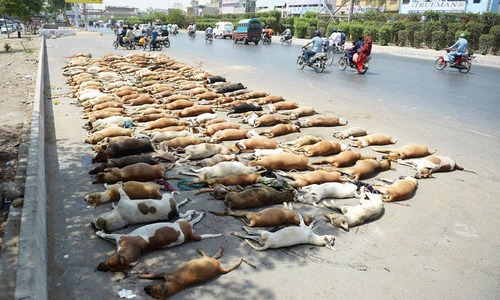 Defending the underdogs: Karachi vets criticise mass culling