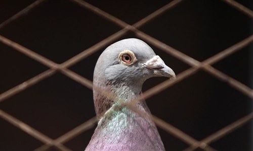 India police detain pigeon with threatening Modi note