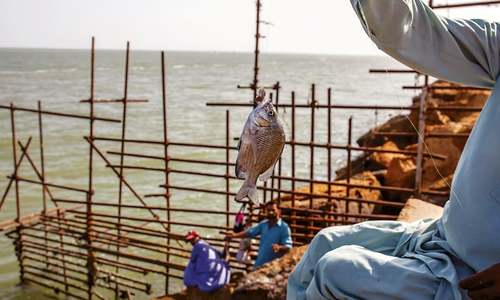 Coastal management: minimising biodiversity loss