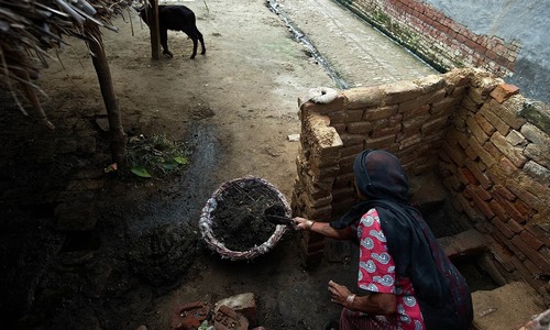 Holy cows, &lsquo;unclean&rsquo; Indians