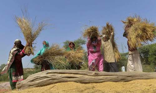 چاولوں کی کاشت میں کسان خواتین کا اہم کردار