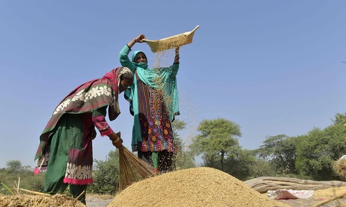 چاولوں کی کاشت میں کسان خواتین کا اہم کردار