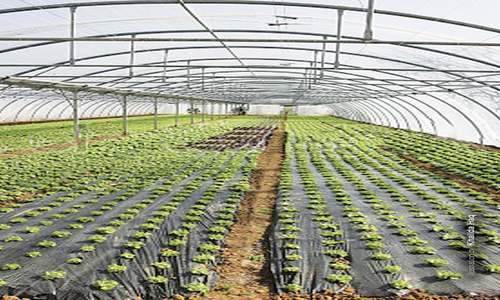 Tunnel farming gains ground