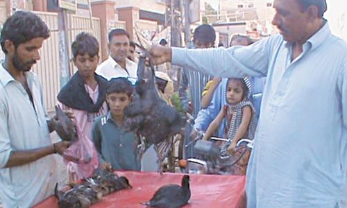 Over 1,500 birds are illegally poached daily in Dadu