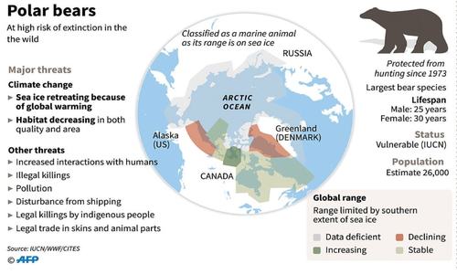 Polar bear numbers to drop a third as sea ice melts Polar bear numbers to drop a third as sea ice melts