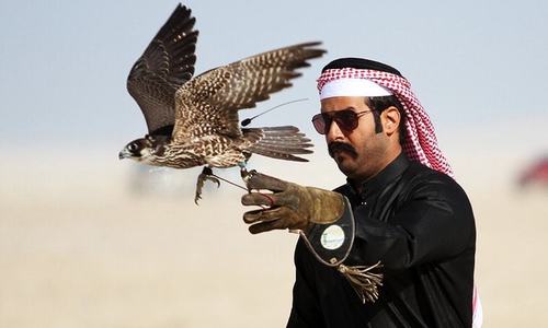 KP shows consistency by disallowing houbara hunting
