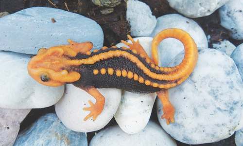 Rainbow snake, tiny frog among new Mekong species Rainbow snake, tiny frog among new Mekong species