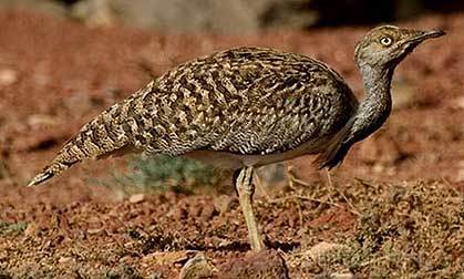 Finance division releases Rs250m to protect Houbara Bustards Finance division releases Rs250m to protect Houbara Bustards