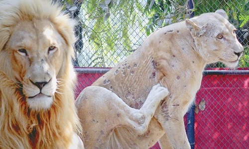 Mysterious skin infection ails big cats at Karachi zoo