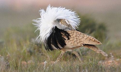 Punjab quietly allows houbara bustard hunting Punjab quietly allows houbara bustard hunting