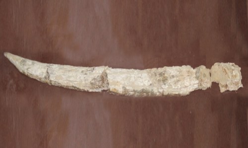 PU researcher discovers ‘rare elephant tusk fossil’ PU researcher discovers ‘rare elephant tusk fossil’
