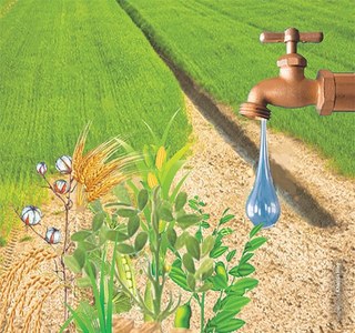 Water shortage likely to hit Sindh crops
