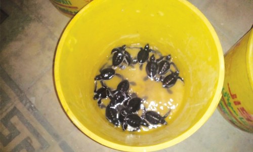 Nine seized turtles, 40 hatchlings released