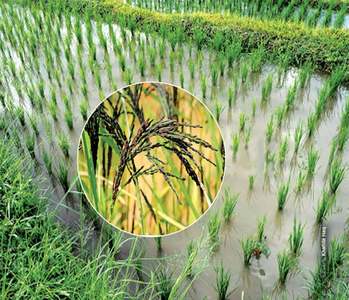 New varieties in rice output and exports