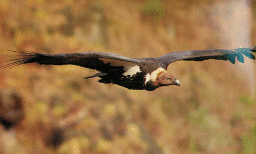 White-rumped vultures disappearing faster than estimated