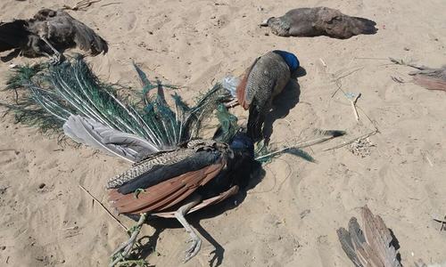 At least 150 peacocks reportedly die of contagious disease in Thar