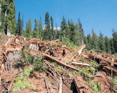 Deforestation in Sindh