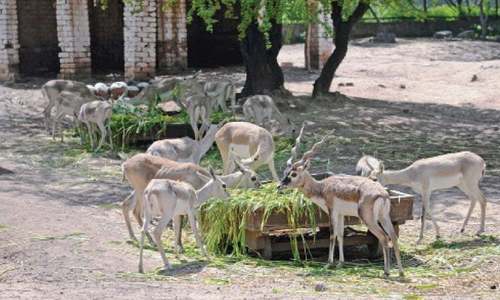 &lsquo;Vanishing wildlife represents risk to humans too&rsquo;