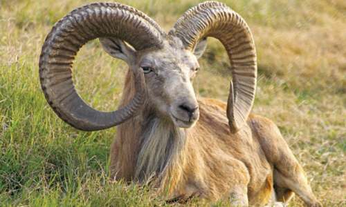 Urial on &lsquo;verge of extinction&rsquo; in Khushab
