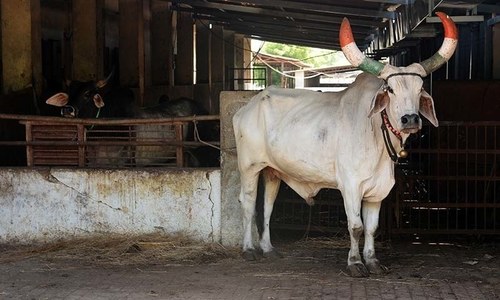Muslim man dies after attack by cow vigilantes in India Muslim man dies after attack by cow vigilantes in India